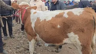 BUVAYDA YANGIQORGʻON BOZORI BUQALAR VA BUGʻOZLAR NARHLARU ✅️26-Oktyabr, 2025