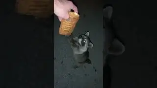 Hand Feeding Friendly Raccoon 🦝. #shorts #animals