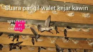 sp walet kejar kawin