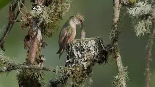 Rufous Hummingbird Chicks