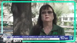 'Cut down at an alarming rate': Tampa's urban tree canopy decreases by more than 12%