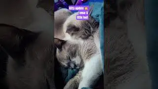 #кошачьявечеринка #кошкиютубера мой звездный соведущий мистер Омар так спокойно спит #толстыйкот ...