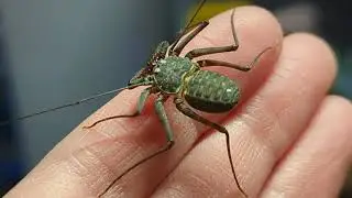 Holding a Tailless Whip Scorpion!