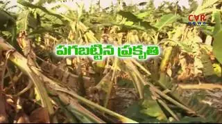 Banana Crops Damage with Unseasonal Rains in Srikakulam Dist | CVR News