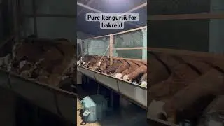 Pure kenguri bread for sale #youtubeshorts #sheeps#animals #goat #farm