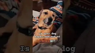 Is Your Dog Stressed?Try Calming Them With Food! #StressedDog #DogAnxiety #DogStress #NaturalDogCare