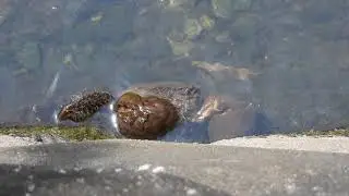 モクズガニmitten crab（藻屑蟹）Eriocheir japonica (De Haan, 1835)エビ目（十脚目）・カニ下目・イワガニ科　＠鶴見川水系岩川　DSCN6143