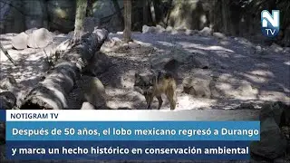 Después de 50 años, el lobo mexicano regresó a Durango y marca un hecho histórico