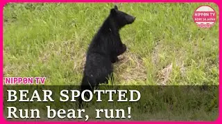 More bear sightings reported in northeastern Japan