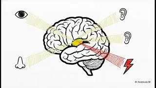 The Primacy of Unconscious Emotion: How Feelings Shape Decisions Before Thought