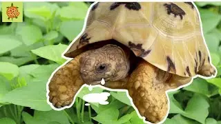 Leopard tortoise eat potato leaves 🐢 #shorts