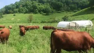 Multi-Species Grazing in the Prairie, fencing strategies for baby trees