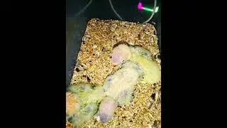 MY 20 DAYS OLD AFRICAN LOVEBIRDS