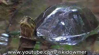 MALAYAN BOX TURTLE (Cuora amboinensis), Singapore