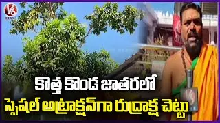 Rudraksha Trees Emerge as Special Attraction at Kothakonda Veerabhadra Swamy Temple | V6 News