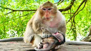 MOM TARA STARTS W_ARNING SMALL MONKEY BABY TIA WHEN SHE DOESN'T LISTEN.
