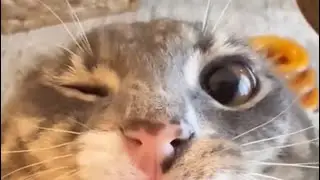 Funny TikTok cat videos #3