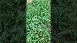 Japanese Stilt Grass