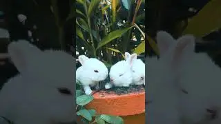 3 cute bunny 🐇#youtubeshorts #shorts #short - animals