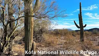 Kofa NWR