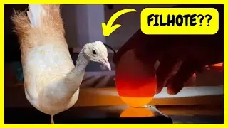 Ovoscopia dos Últimos Ovos de Pavões | Gutejando