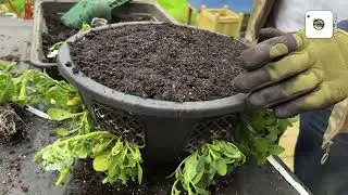HOW I DO MY EASY FILL HANGING BASKETS