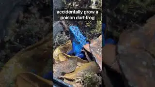 Ядовитая древесная лягушка #fyp #terrarium #youtubeshorts