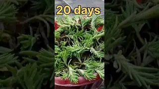 How to grow Portulaca from Seed in 3 days #portulaca #portulacaflower #portulacaplant #seedplanting
