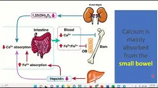 Calcium metabolism MRCS question solve