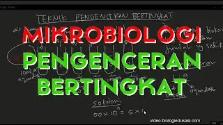 Pengenceran Bertingkat Mikrobiologi