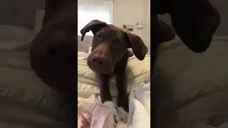 positive animal world | handsome | tik tok #shorts