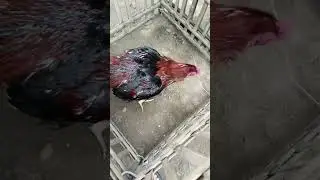 Pecinta Ayam Thailand 