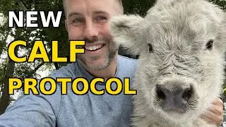 What Happens at Fluffy Feather Farm When a Calf is Born!