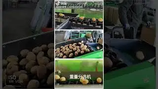 fruit washing and sorting machine