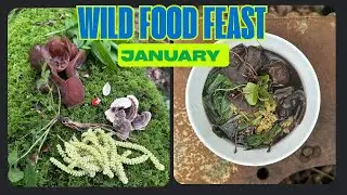 How to Forage a 100% Wild Meal in January 