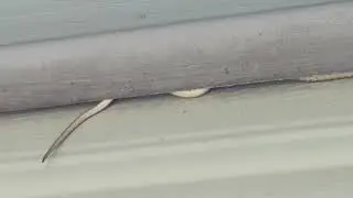 Garage Snake!