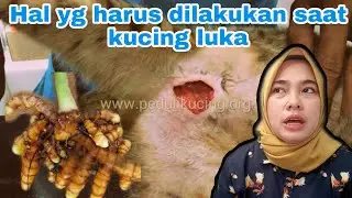 PERTOLONGAN PERTAMA PADA KUCING YANG LUKA