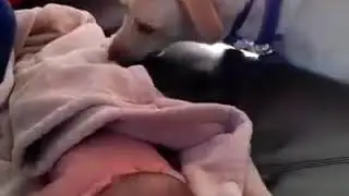 Cachorros bab&aacute;s