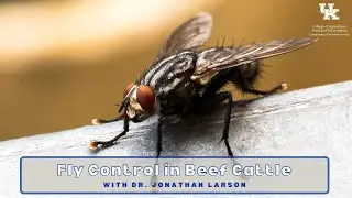 Fly Control in Beef Cattle