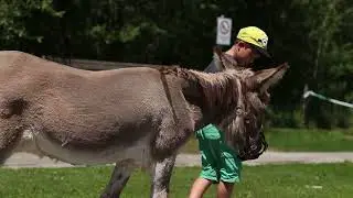 Tiergest&uuml;tzte Arbeit mit Eseln