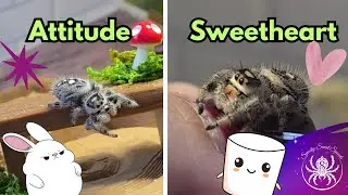 Not All Jumpers Are the Same! Personality Tour of My Female Spiders