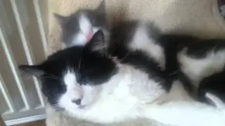 Daddy cat and kitten bonding