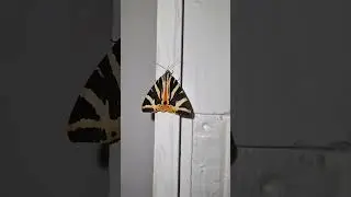 Striking striped moth on a painted wooden surface#moth #insect #wildlife #nature