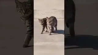 Cats Secret Walking #shorts