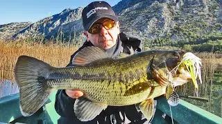 Varalica koja ne prašta - Savage Gear Da Bush Spinnerbait 14 cm 21 gr / VSP Igor Pavičić