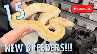 15 NEW BREEDER FEMALES!!!