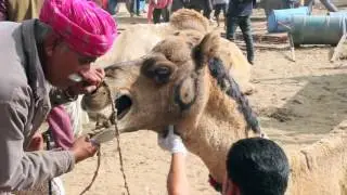 SPANA Outreach | Help in Suffering India