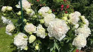 Мой самый поздний пион -  сорт &laquo;Марилла бьюти (Marilla Beauty)&raquo;