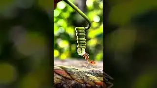 How Ant Drinking water | Macro photography | Nature | Rare video | #Shorts#