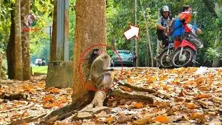 THE MAN TRIED TO STEAL THE MONKEY IN LEYLA GROUP - AND TWO MONKEY ARE MISSING ( PATRICIA AND JONEY )